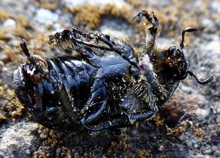 Coleottero sconosciuto: Cetoniidae, Aethiessa sp. (cfr.)